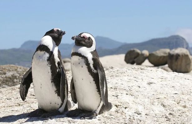 7 Days Private Durban to Cape Town: Garden Route & Drakensberg