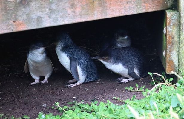 Penguin Parade, & Wildlife Encounters Eco Tour from Melbourne