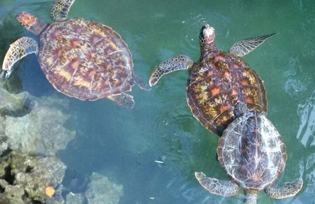 Day Trip Zanzibar: Snorkeling Dolphin Aquarium Turtles and Sunset