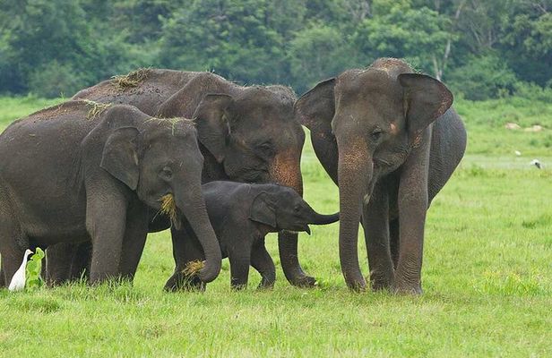 Hikkaduwa/ Galle/ Mirissa : With Udawalawe safari - Day trip