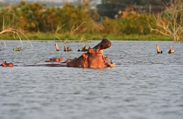 A Day to Nakuru National Park and Lake Naivasha Boat Ride
