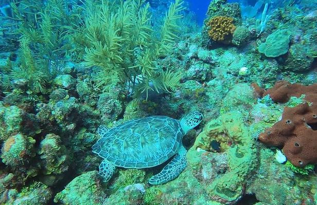 Private Animals Sanctuary Beach Snorkeling Adventure