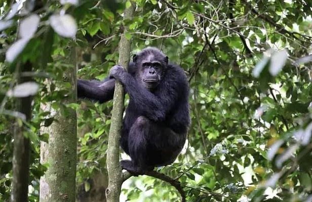 2 Days Private Chimpanzee Tracking and Canopy Walk in Nyungwe NP