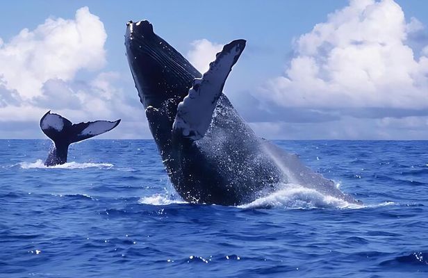 Punta Cana Whale Watching and Bacardi Island Day Trip