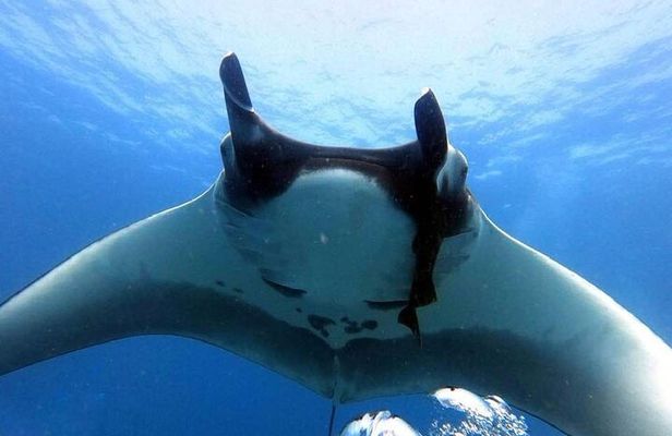 Catalina Islands Small-Group Snorkeling Boat Tour from Potrero