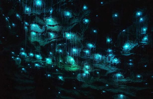 Private Day Tour of Ruakuri Cave, Glowworm and Hobbiton Movie Set