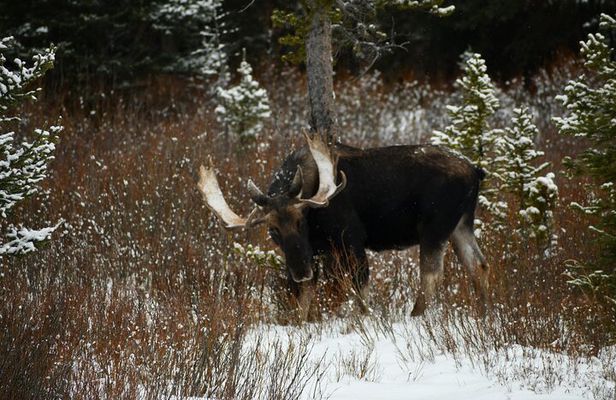 Private Yellowstone Park Van Tours from Bozeman and Big Sky