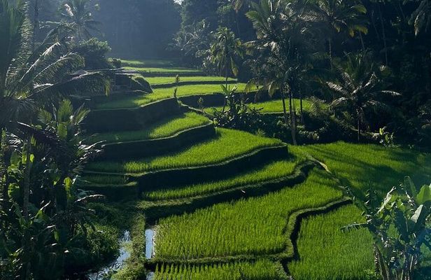 Best of Ubud: Monkey Forest, Rice terrace, Waterfalll, Temple