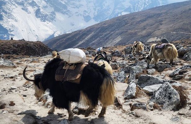 Everest Base Camp Trek from Kathmandu 12 Days