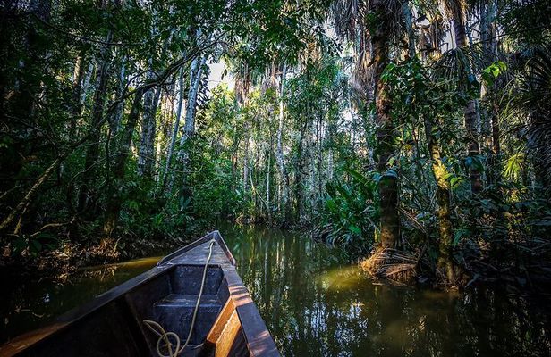 Amazon Expedition 4 Days of Rainforest Amazon from Iquitos