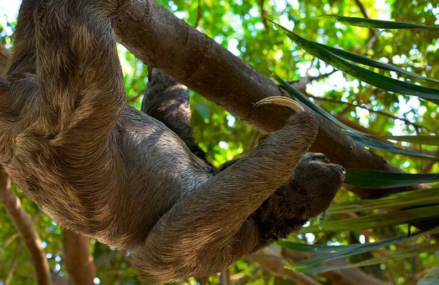 Tropical Experience in Roatan: Animals, Chocolate, and Rum