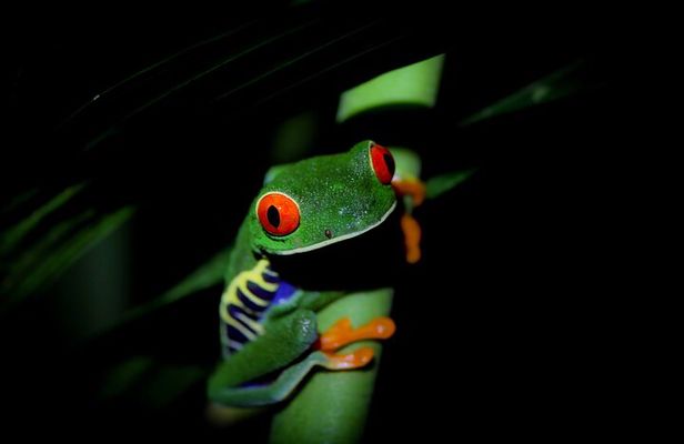 Sarapiqui Frog Experience: Night Experience in the Jungle.