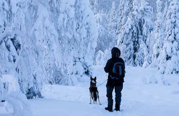 Lapland Snowshoe Adventure – Explore Wild Arctic Trails