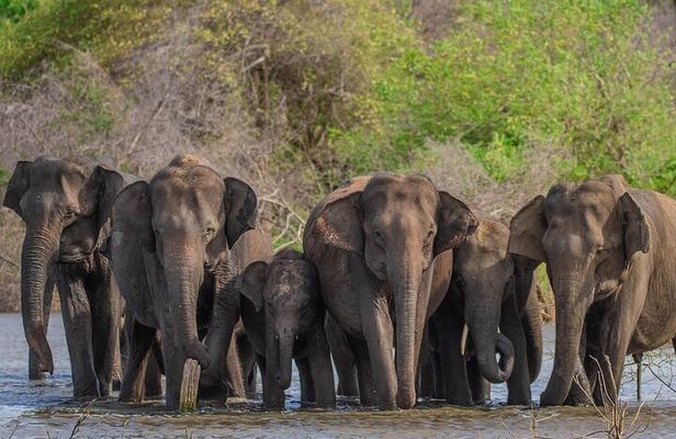 Udawalawe Safari & Elephants Orphanage tour from Hambantota port