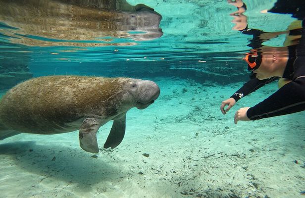 Guided Crystal River Manatee Snorkeling Tour