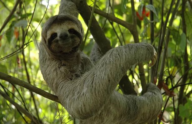 Puerto Limon Sloth Lovers and Tortuguero Canal Adventure