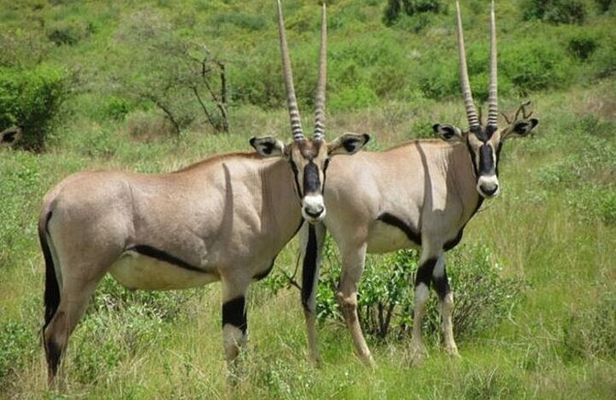 3 Days Samburu National Reserve Private Safari Package
