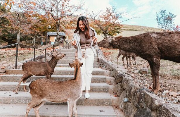 Discover Nara Park, Kyoto Highlights and Fushimi Inari from Osaka