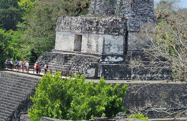 Tikal from the Airport and Flowers with Lunch and Expert Guide