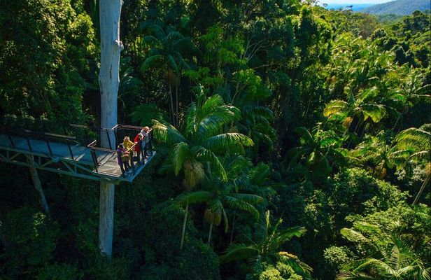 Hop on Hop off - Tamborine Rainforest Skywalk + Glow Worm Caves