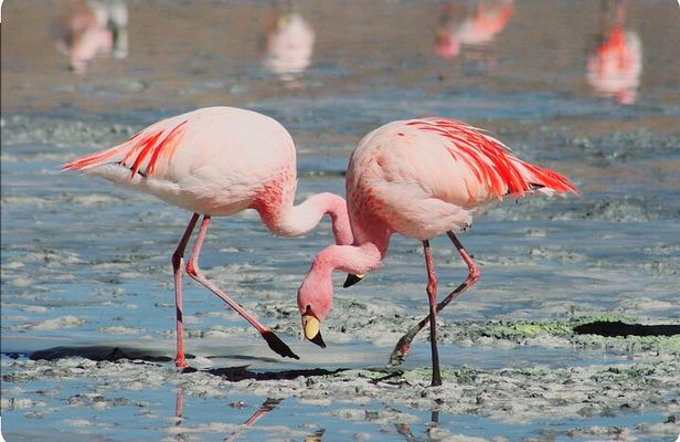 Birds Lovers At West Coast Western Cape