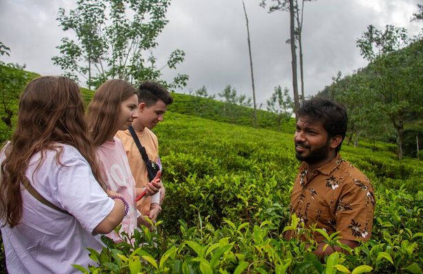 Ella's Ceylon Tea Plantation and Factory Tour