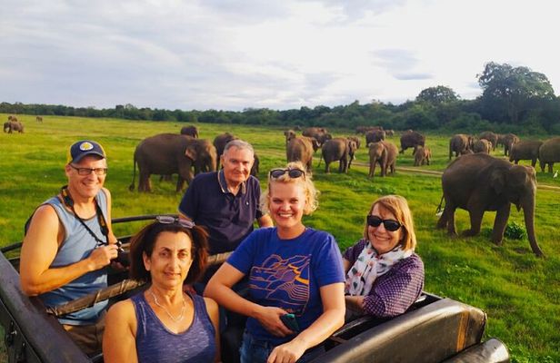 Minneriya Half Day Safari Tour