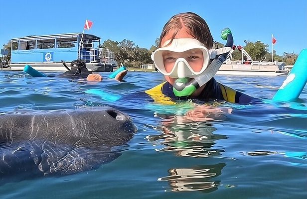 VIP Guided Swim with Manatee Tour Crystal River FL Free Photos