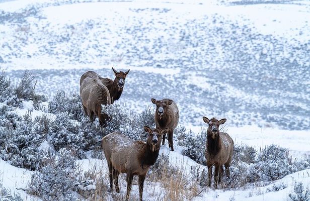 3 Day Wildlife Photography Tour in Yellowstone National Park