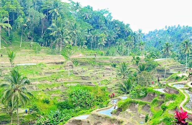 Ubud Tour Monkey Forest, Rice Terrace, Swing, Temple, Waterfall