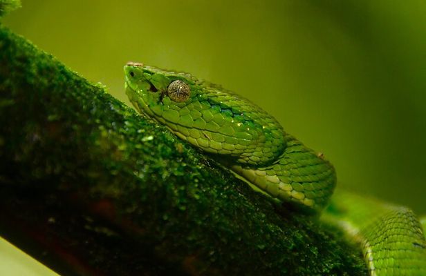 Experience the Adventure Explore the Monteverde Cloud Forest