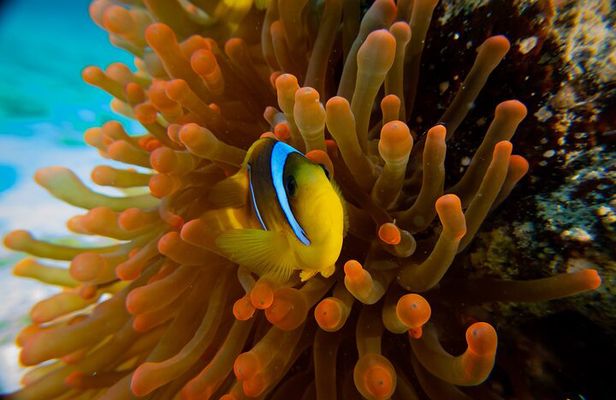 Scuba Diving Trip in El Gouna Two Dives