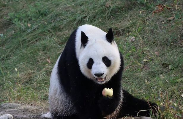 Private Xi'an Half day Panda Qizai Tour