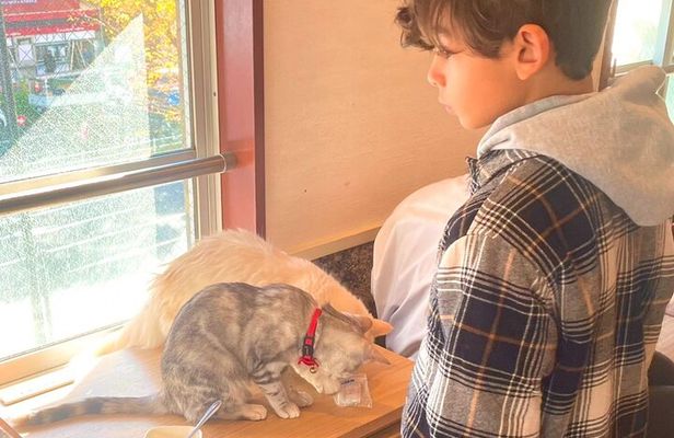 Tokyo Gotokuji Cat Temple, Shinjuku Cat Cafe and 3D Cat Tour