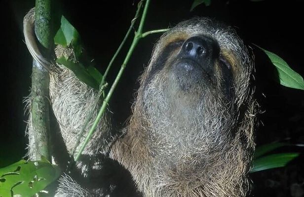 Night Walk Manuel Antonio Tour