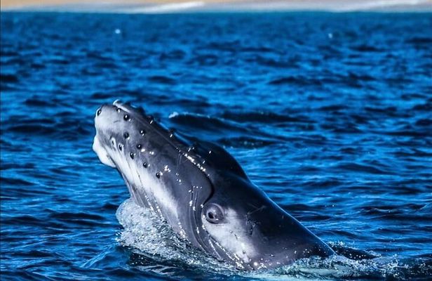 Whale Watching en San José del Cabo