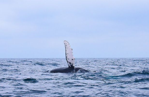 Whale Watching Warranty in San José del Cabo Snacks and drinks 
