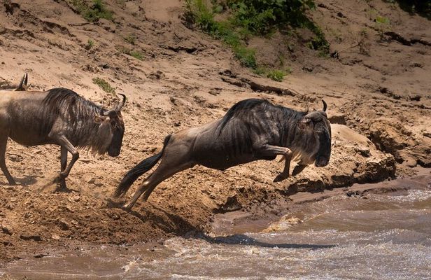 4 Days Migration & Central Serengeti Camping Safari