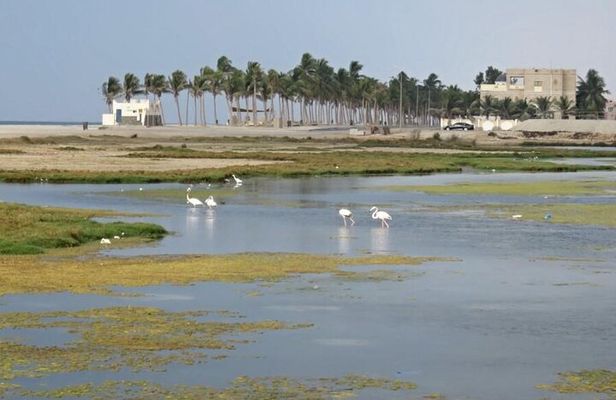 Full Day Salalah City Tour and East Salalah