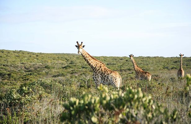 Safari Game Drive - Yzerfontein