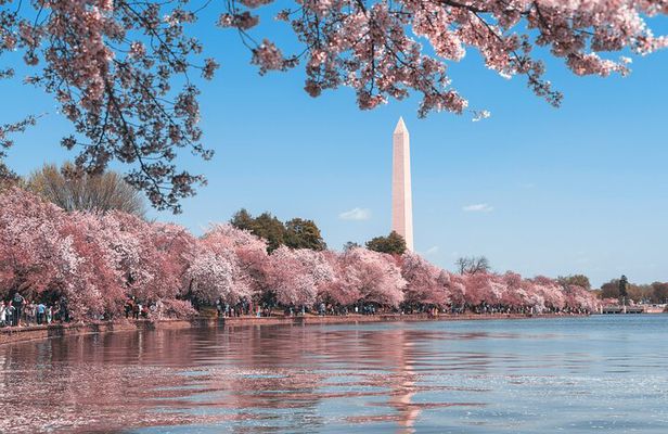 Top Tidal Basin Explorer of Thomas Jefferson FDR & MLK Memorials