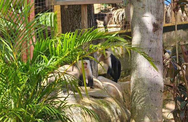 Roatan Wildlife Sanctuary, Chocolate ,Rum Tasting & Snorkel Combo