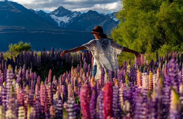 Lupin Flowers Tour Lake Tekapo