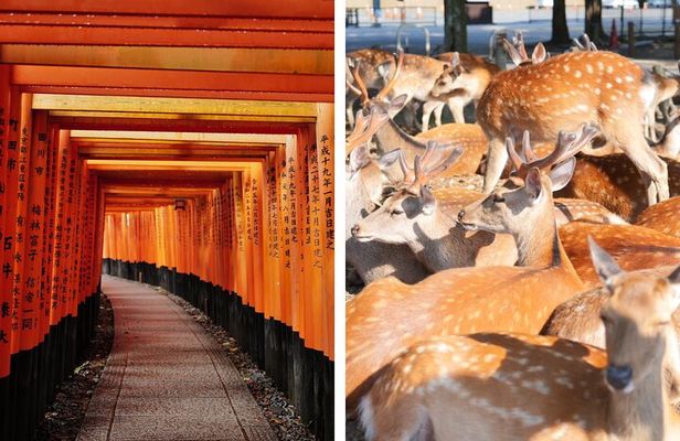 Kyoto and Nara in 1 Day in Fushimi Inari and Deer Park