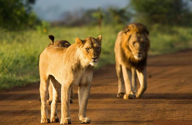 Morning or Afternoon Safari Tour