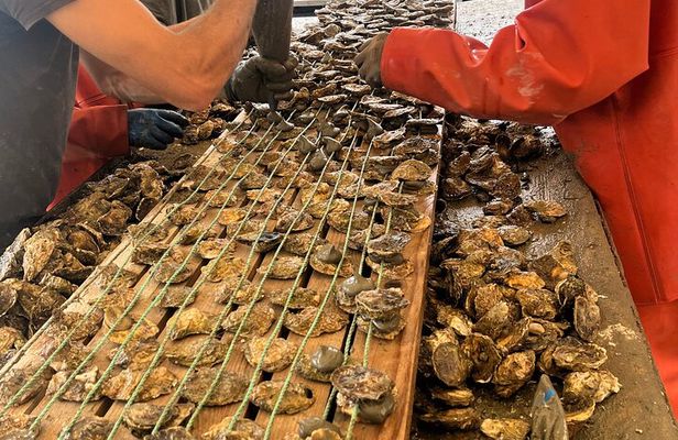 Oyster Farm, Ston and Winery Tour