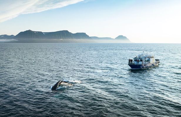 Midnight Whale Watching With Hydrophone
