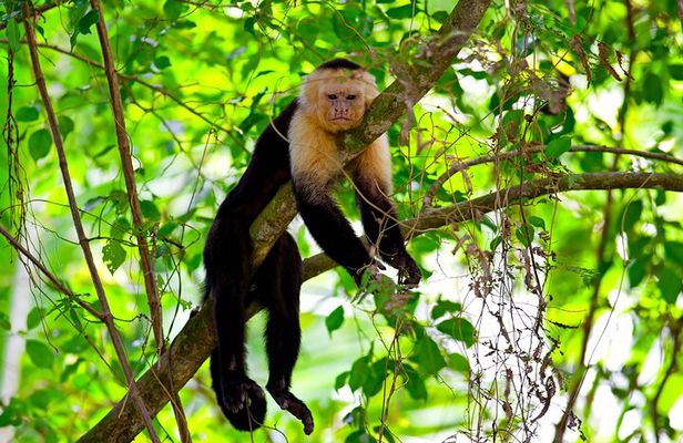 Roatan Excursion, Monkey and Sloth with Chocolate and Rum Tasting