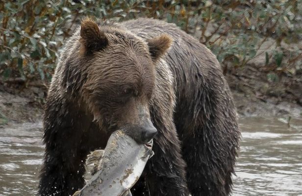 Deluxe Grizzlies and Culture Tour in Campbell River