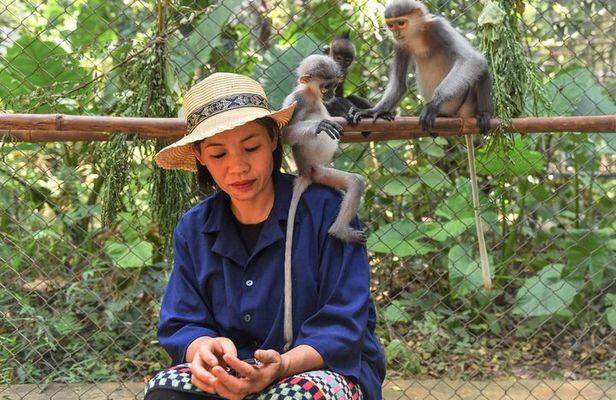 Ninh Binh One Day Cuc Phuong National Park Small Group Tour